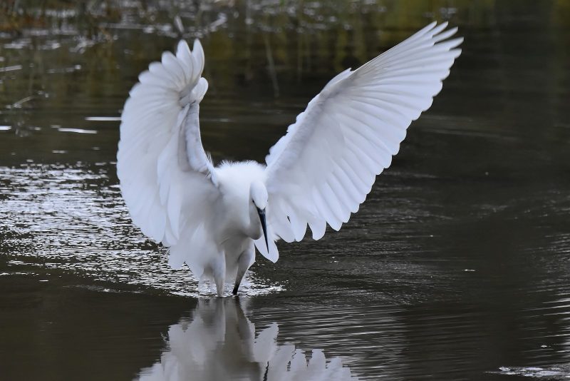 Aigrette garzette